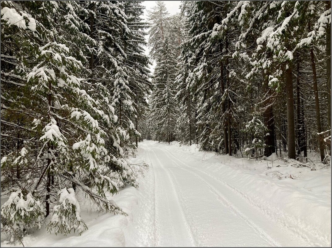 Зимний лес - Валентина Надсон