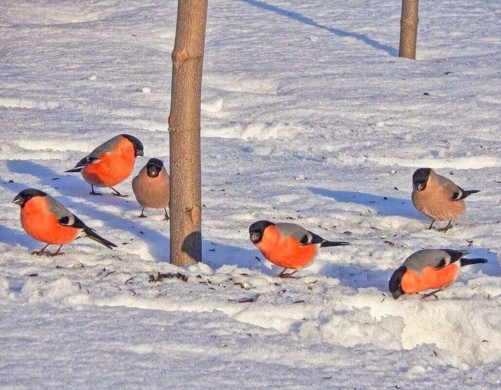 "Яблочки " на снегу ... ) ) - Елена Хайдукова ( Elena Fly ) "Яблочки " на снегу ... ) ) - Елена Хайдукова ( Elena Fly )