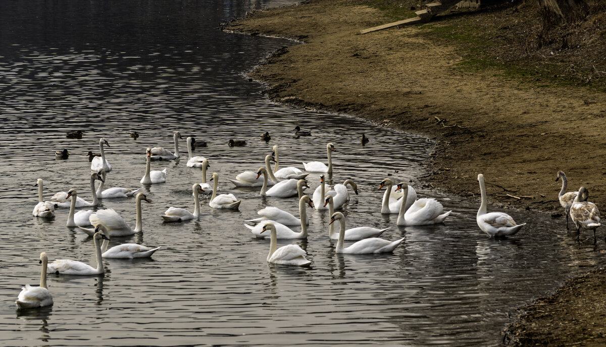 Лебеди - Игорь Сикорский