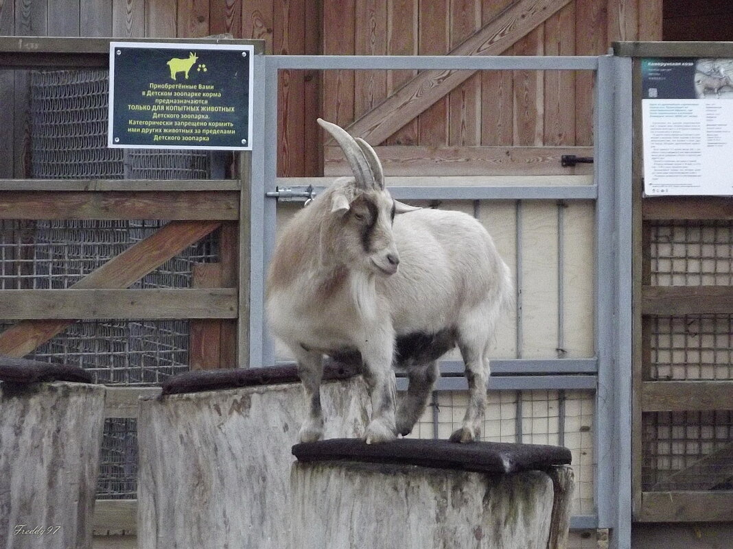 На подиуме - Freddy 97