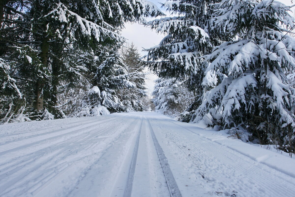 "Лыжня ведёт, в лесу петляя" - Ирэн 