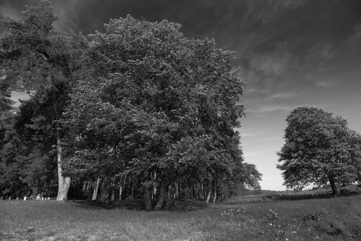 Б/Н - Николай 