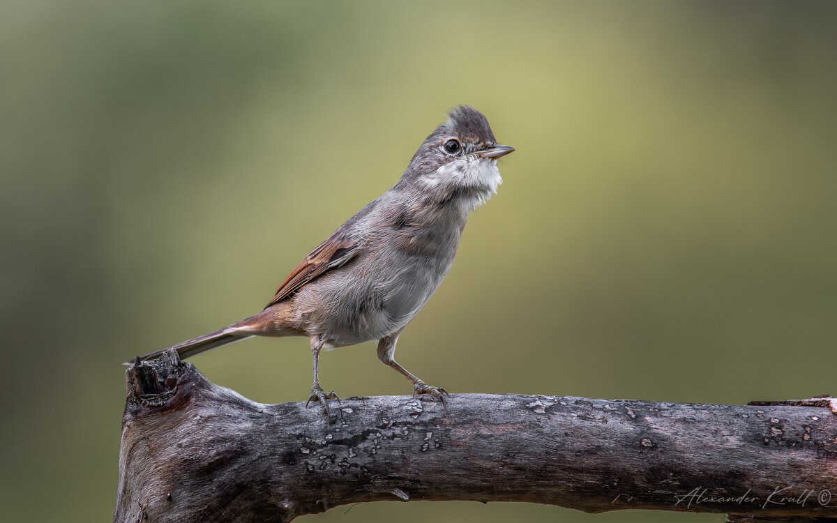 Возмущение - Александр К.