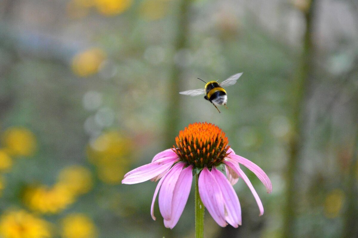 Мохнатый шмель, над полусонным садом, с тяжёлым гулом делает облёт… - Надежда Куркина 