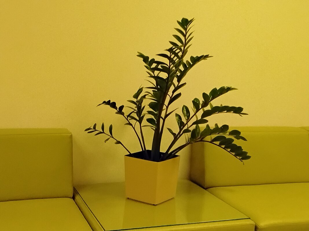 Растение - Дмитрий Никитин