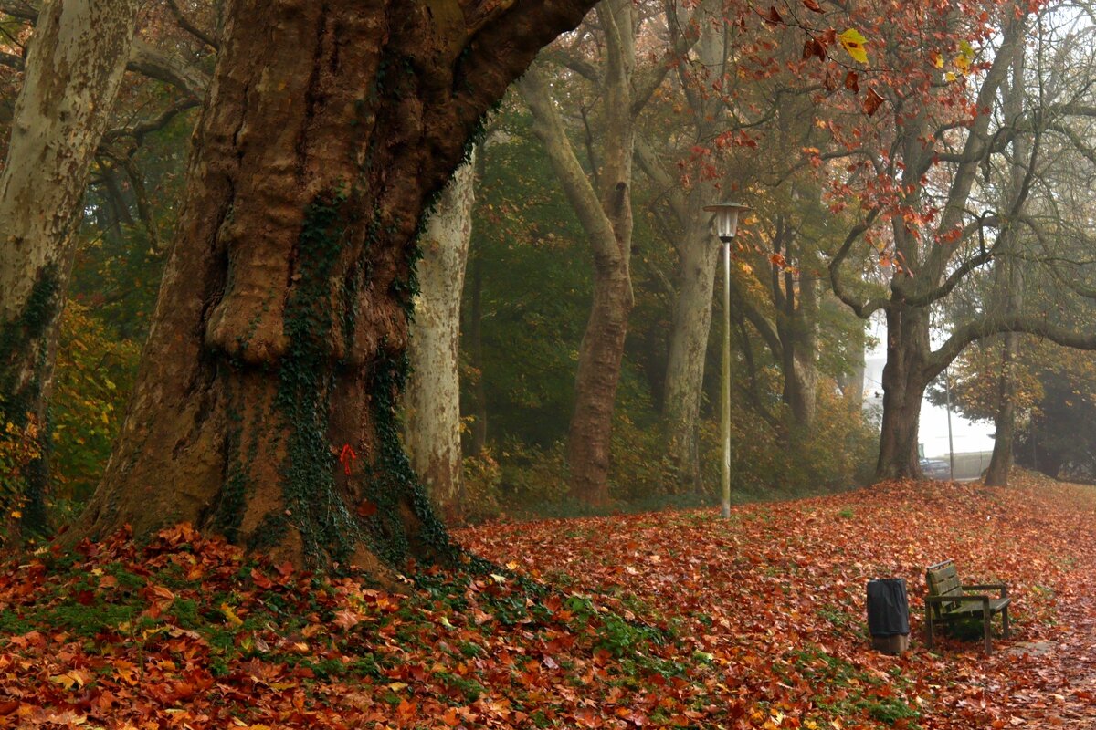 Средь деревьев вековых - Юрий. Шмаков