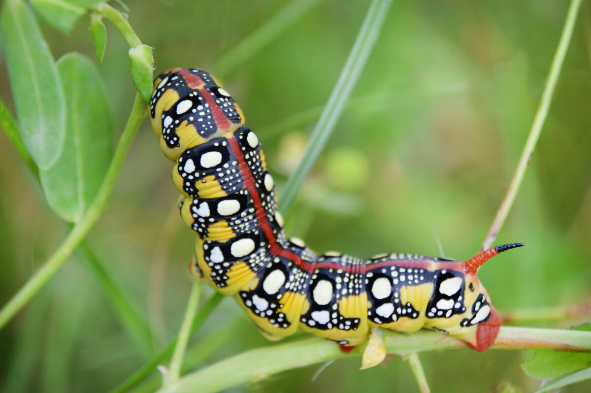 Гусеница бражника молочайного - Надежда Куркина 