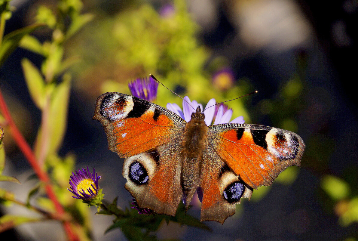 опять про бабочек...210 - Александр Прокудин