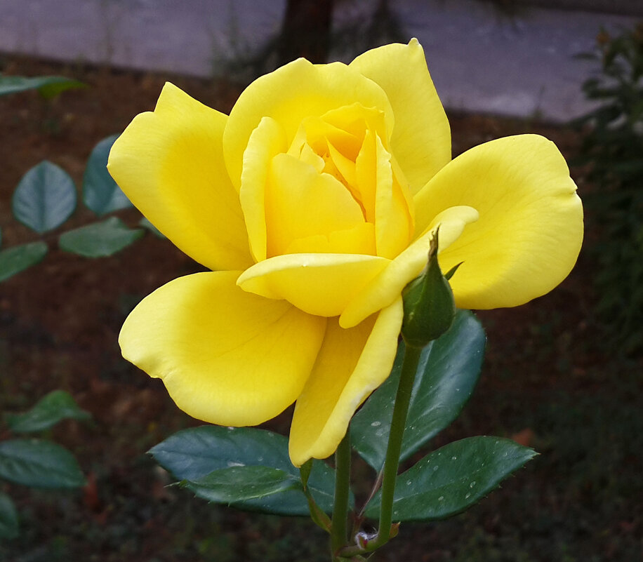 Уже раскрылась - Светлана 