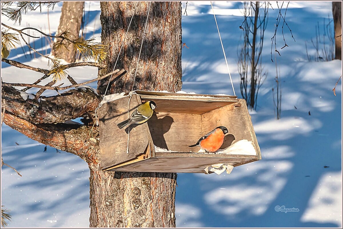 В зимнем парке... - Aquarius - Сергей В зимнем парке... - Aquarius - Сергей
