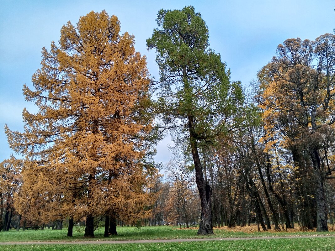 Осень - Сапсан 