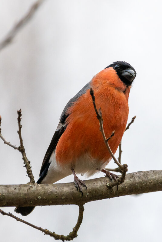 Снегирь - Владимир Лазарев