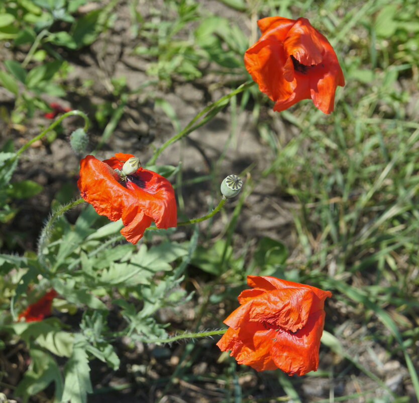 Маки. - сергей ермошкин