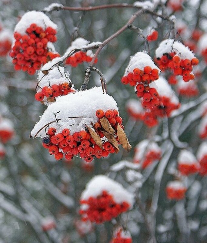 Рябинка в шапочках - Галина Нестратова