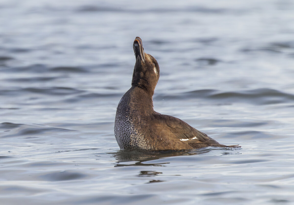 турпан. - юрий макаров