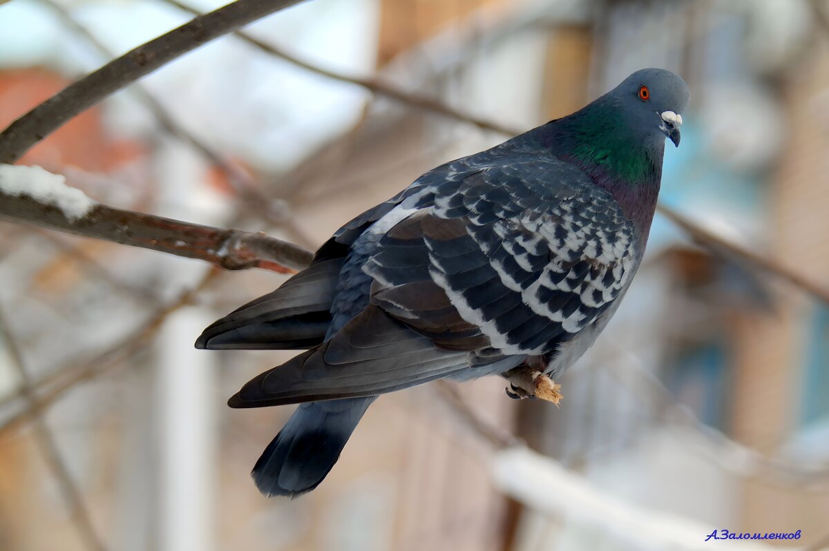 Фотограф, а батон покрошить? :-) - Андрей Заломленков