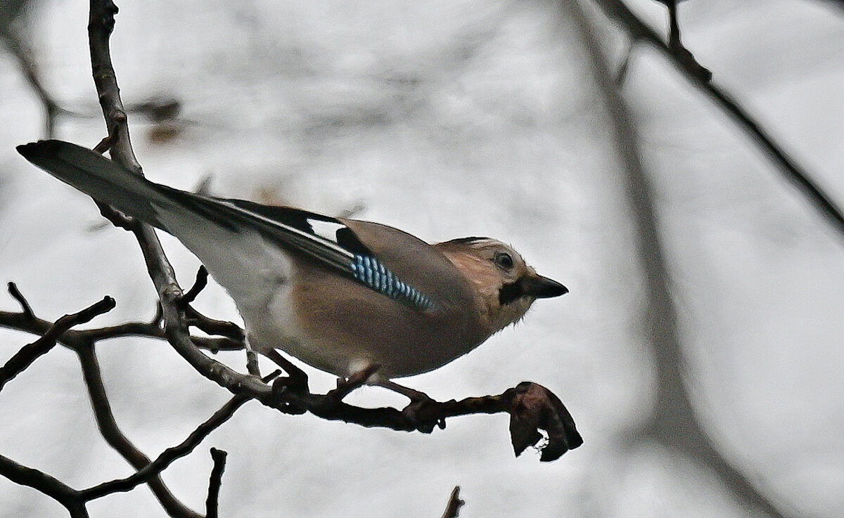 Сойка в поисках... - Николай Саржанов