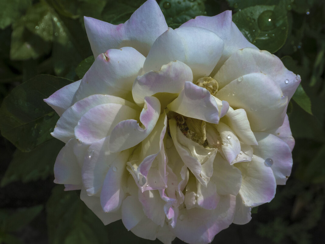 Нежность - Валентин Семчишин