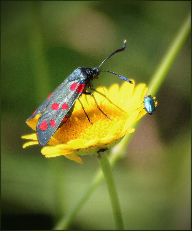 *** - Александр. AVG100 ---