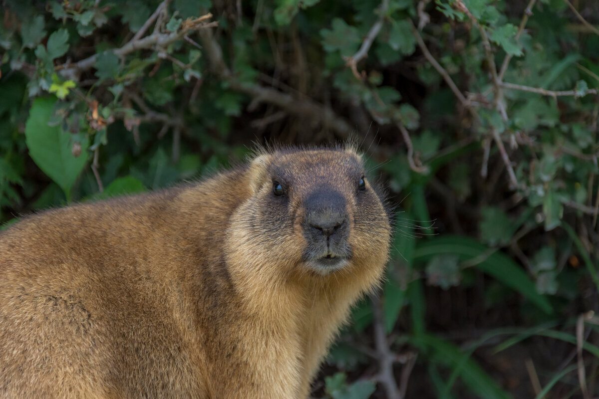 Портрет сурка - Наталья Димова