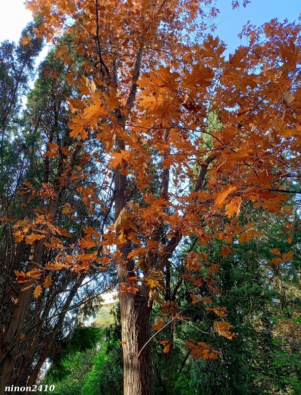 Адлер... ноябрь... - Нина Бутко