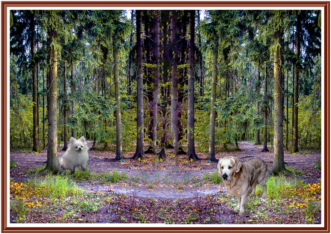 Фотозарисовка с собачками - Владимир Кроливец