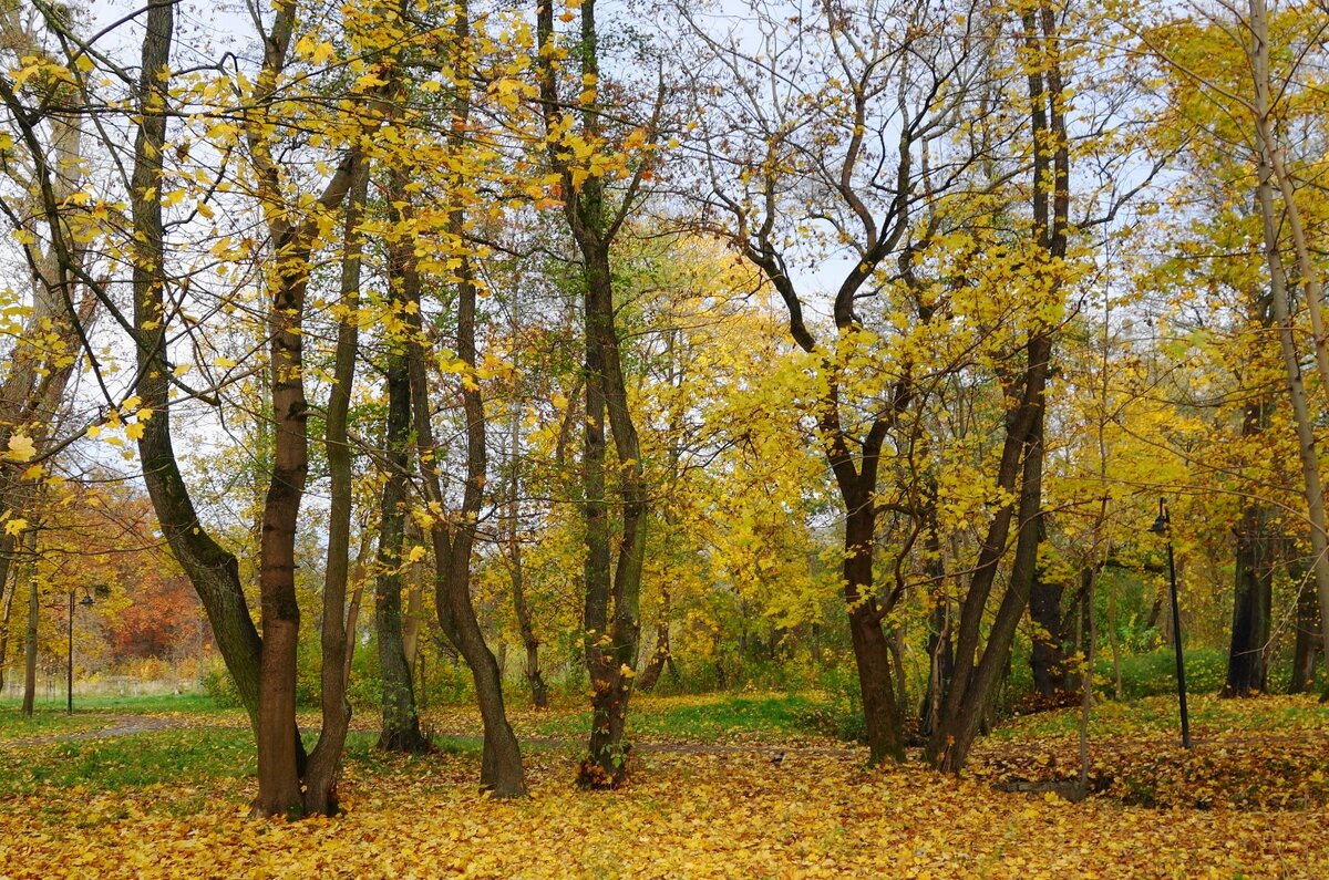Ашманн парк, Калининград - Рита Симонова