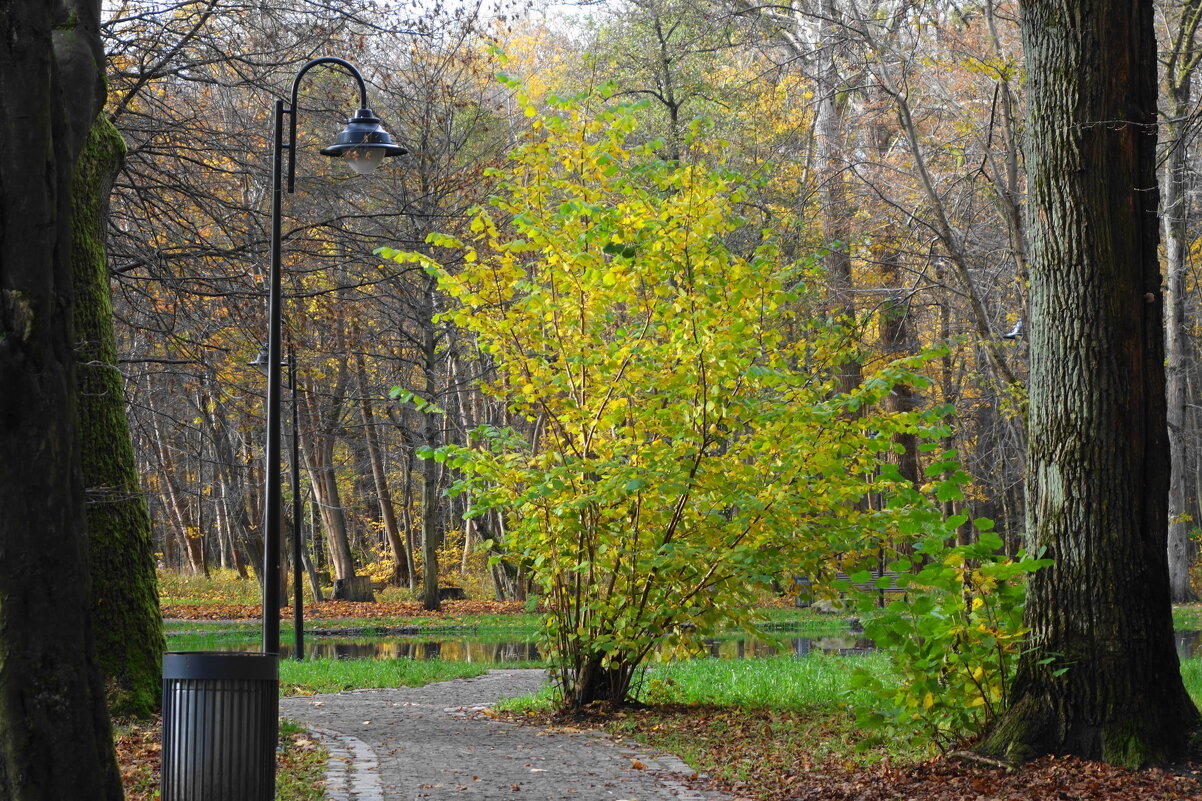 Ашманн парк, Калининград - Рита Симонова