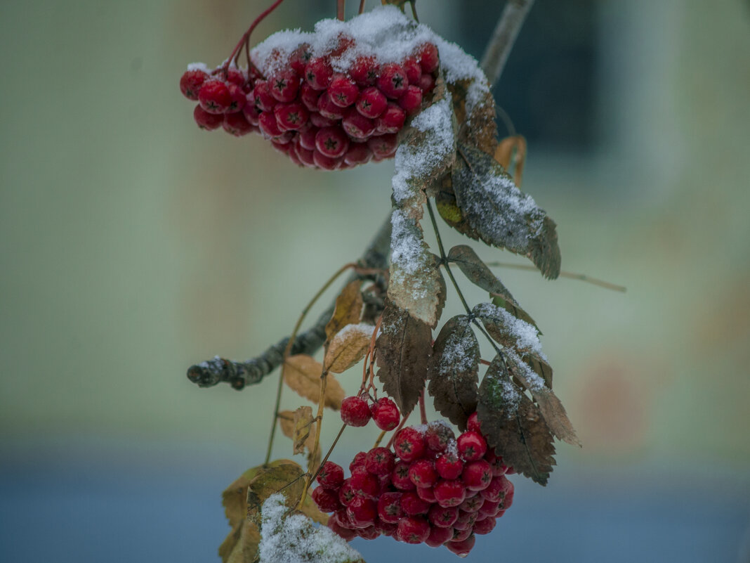РЯБИНА - первый снег - Владимир Максимов