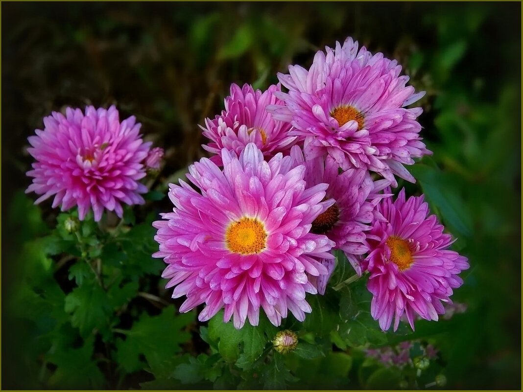 Хризантемы - Валентина Надсон