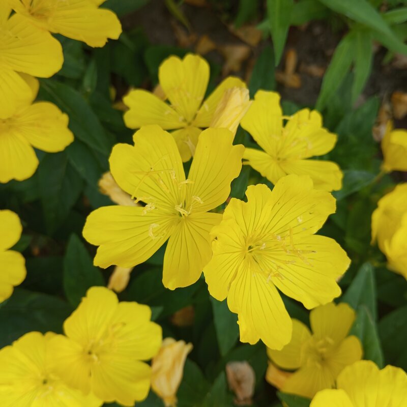 Летние - Елена Семигина