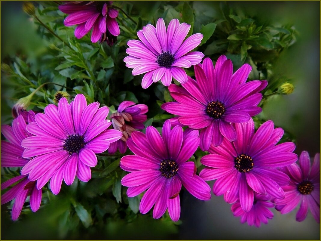 Цветы - Валентина Надсон