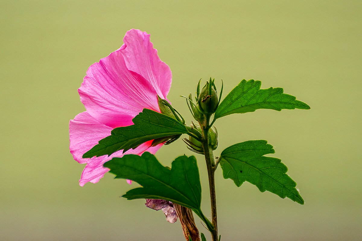 Гибискус - Игорь Сикорский