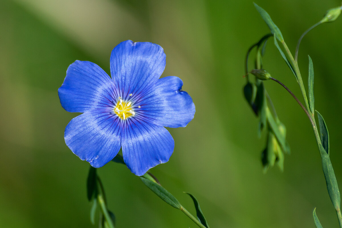 Лён обыкновенный - Игорь Сикорский