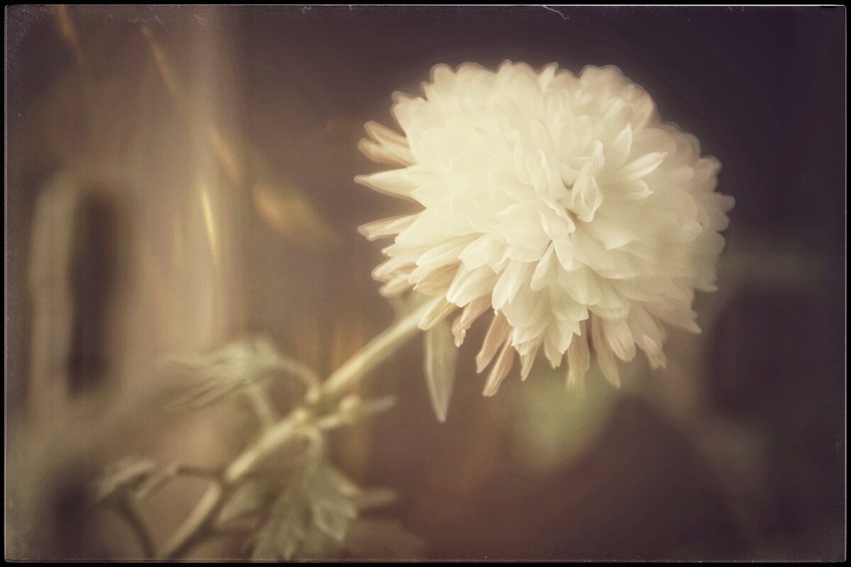 Отцветает уже красота... - Руслан 