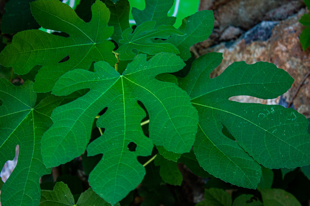 Листья инжира - Светлана SvetNika17