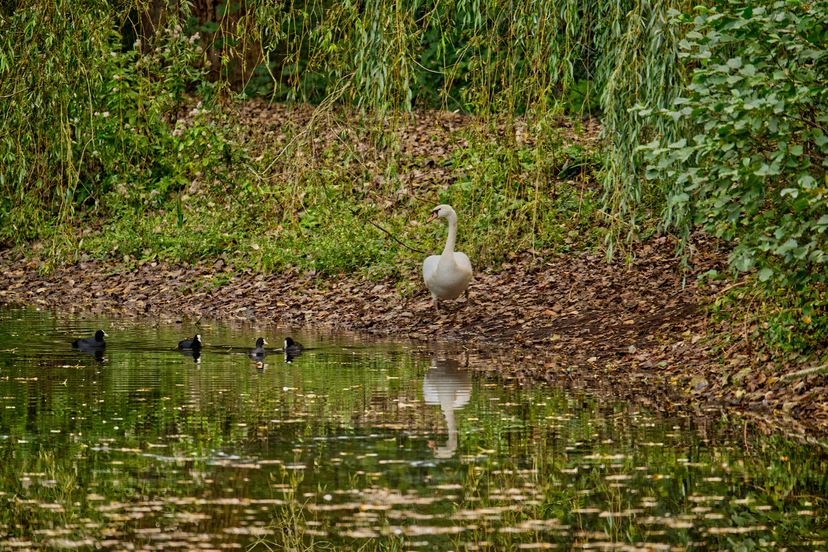 Пруд ... - Jakob Dick