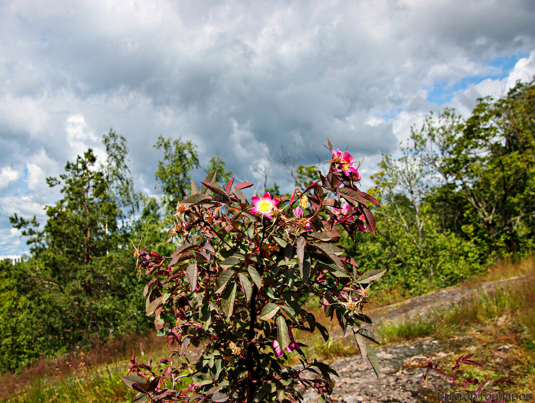 Роза сизая - Laryan1 