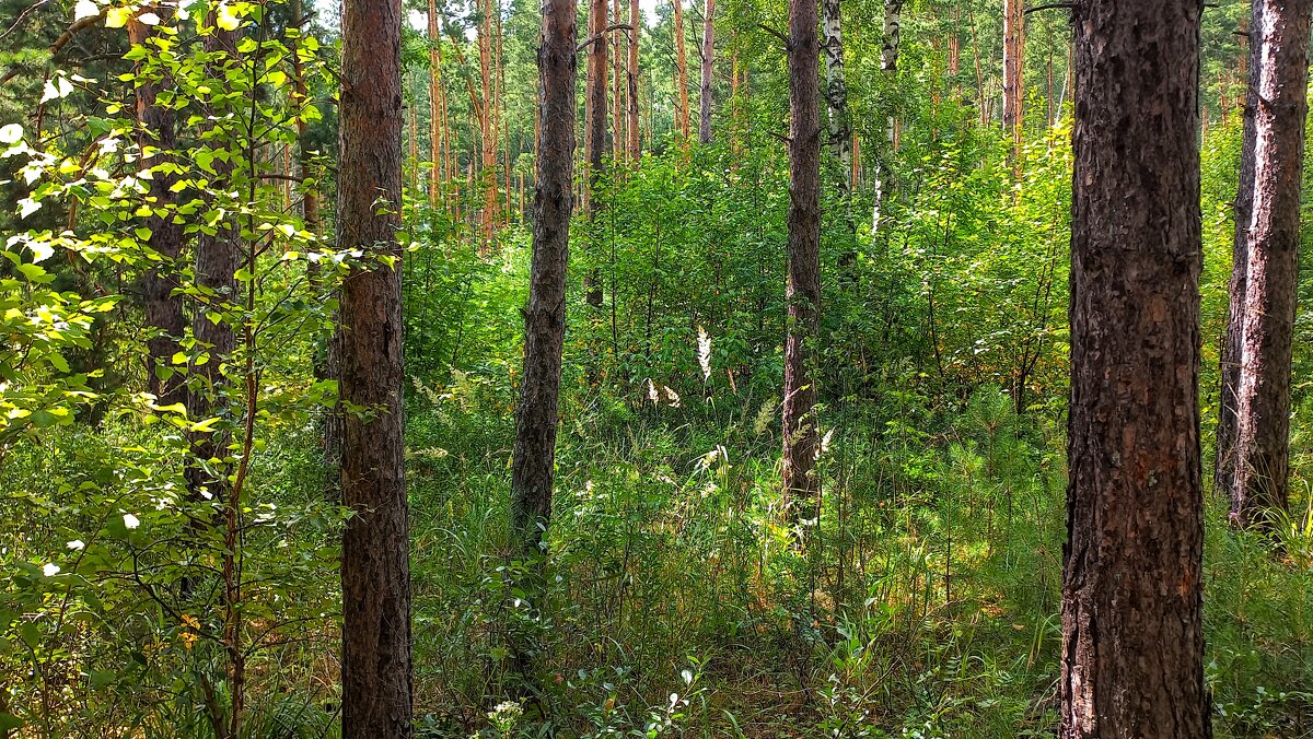 Травы зелёные, кусты и деревья - Hope 