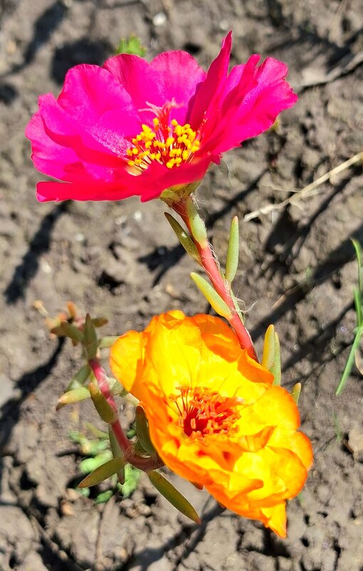 Цветочный танец. - оля san-alondra