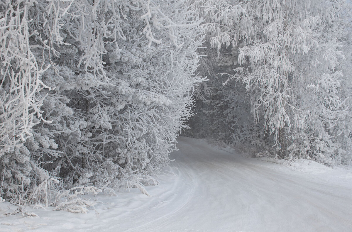 Добро пожаловать в сказку зимнего леса! - Сергей Герасимов