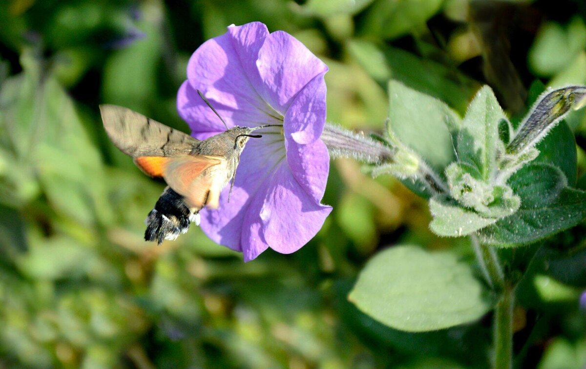 Бражник  (языкан обыкновенный бабочка) - Надежда Куркина 