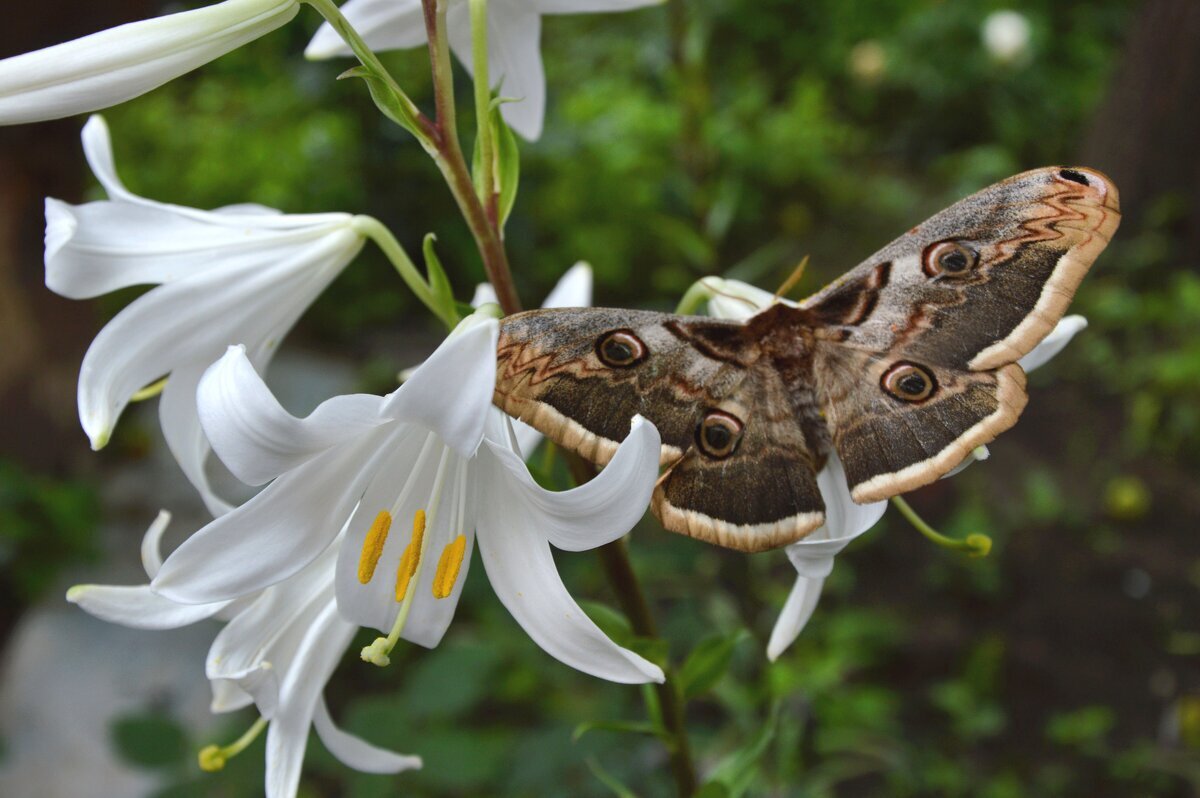 Павлиноглазка грушевая - Надежда Куркина 