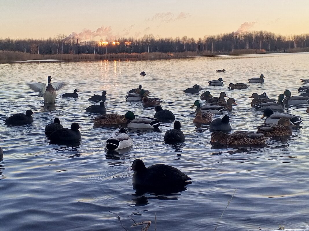 Утки и лысухи - Сапсан 