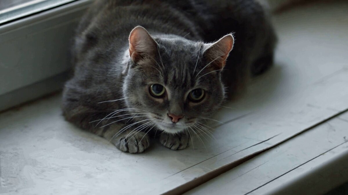 – Ну, привет, прохожий!.. - Михаил Андреев