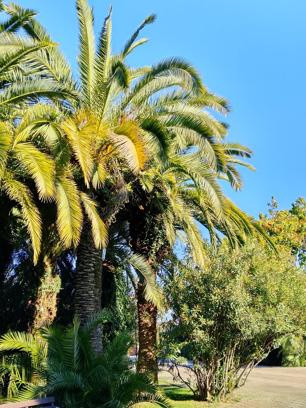 Декабрь - Tata Wolf