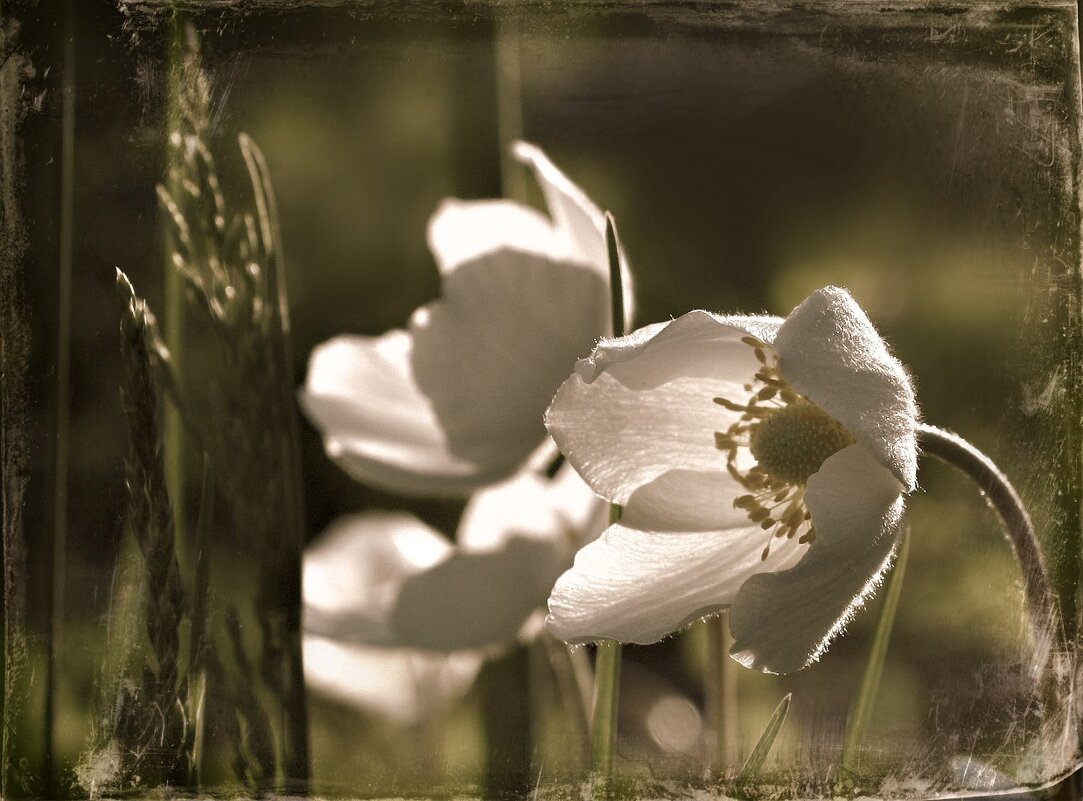 Ветреница - Olenka 