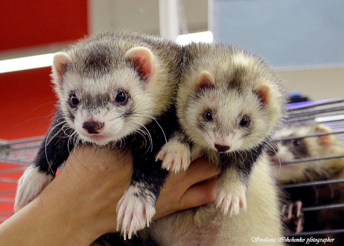 Фретки - Светлана Ищенко
