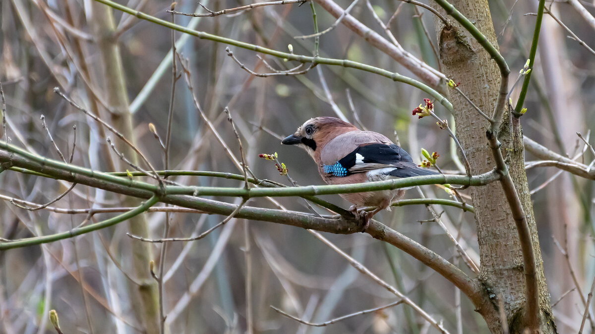 Сойка - Владимир Лазарев