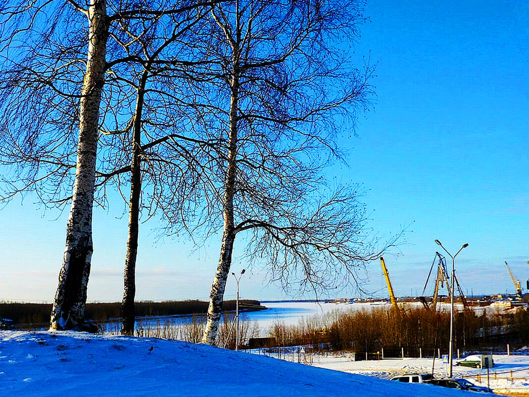 Январь...Березы и Юганская Обь! - Владимир 